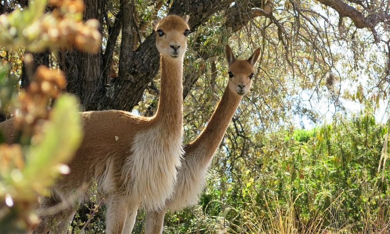 La vicuña