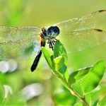 Odonata