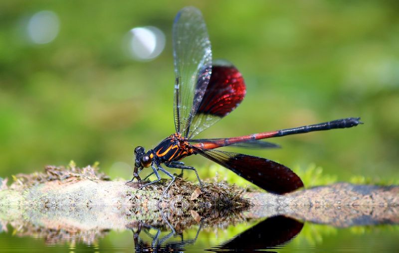 Odonata Características, reproducción, importancia, rasgos Insectos