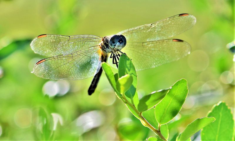 Odonata