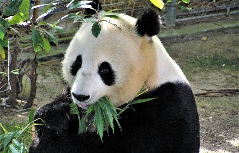 Panda gigante Características, alimentación, reproducción, hábitat
