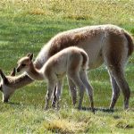 Vicuña