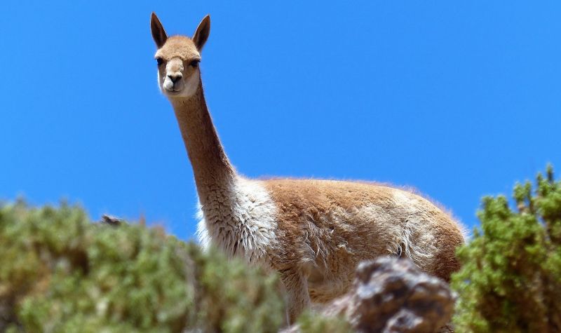 Vicuña Características, hábitat, comportamiento, reproducción Animal