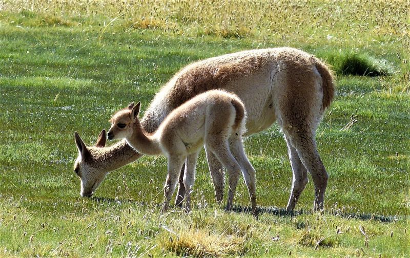 Vicuña