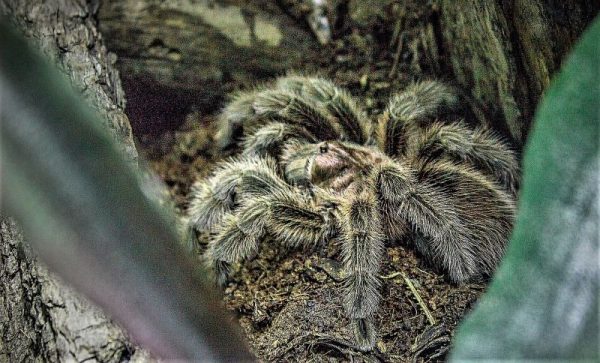 Araña pollito | Características, alimentación, reproducción, peligro ...