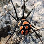 Araña capulina