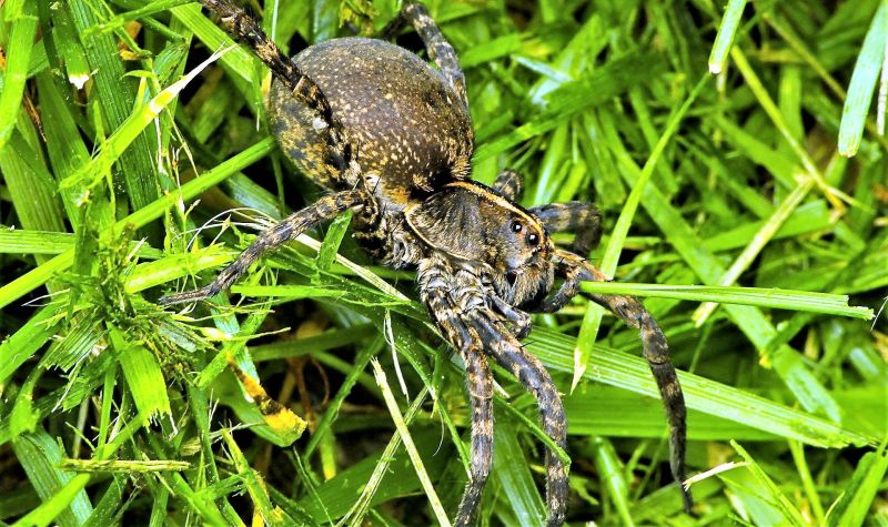 Araña lobo Características, reproducción, inteligencia, datos, protección