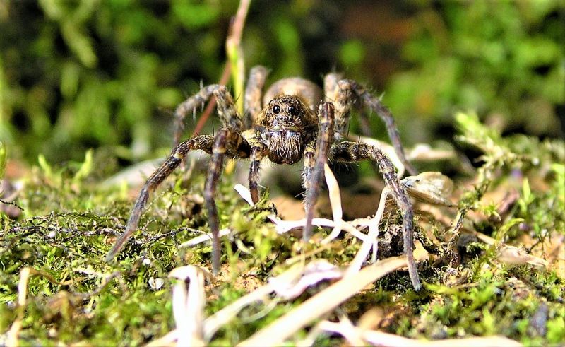 Araña lobo