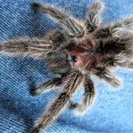 Araña pollito