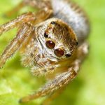 Araña saltarina