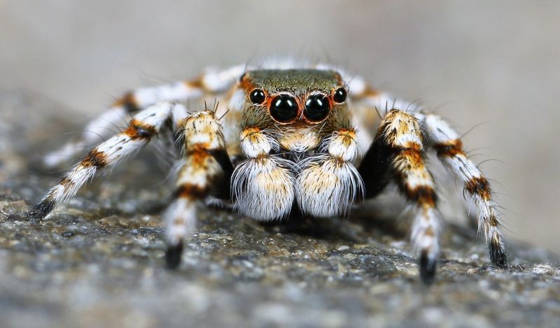 Araña saltarina Características, reproducción, peligro, comportamiento