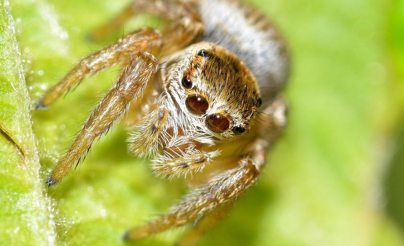 Araña saltarina