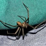 Araña violinista