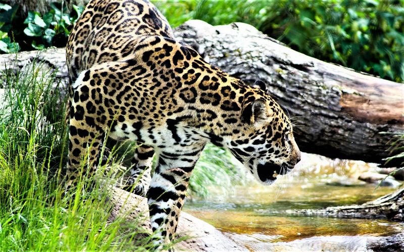 o jaguar