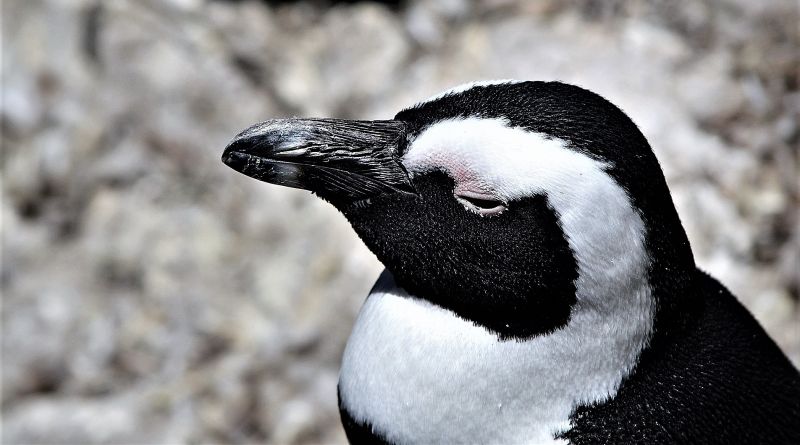 El pingüino africano