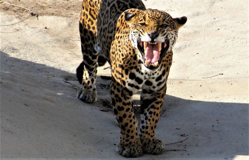 Caracteristici Jaguar, Habitat, Redare, Comportament Animal