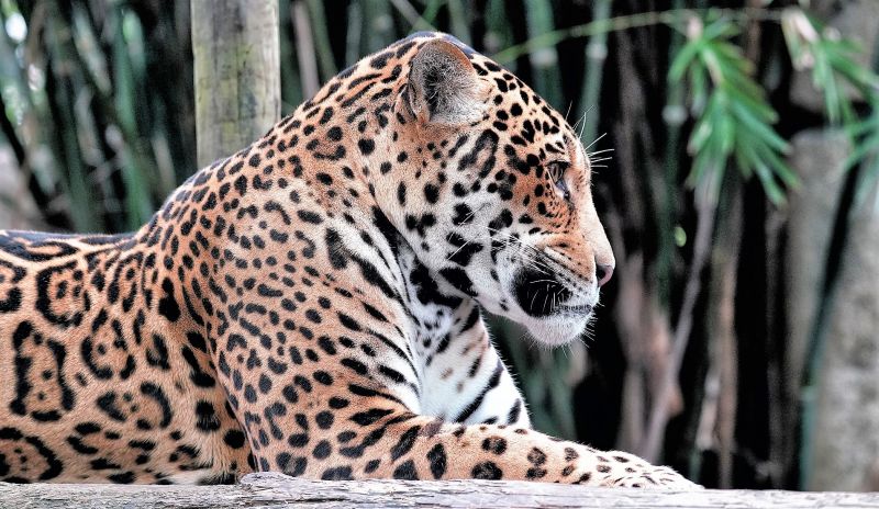 Jaguar | Características, hábitat, reproducción, comportamiento | Animal