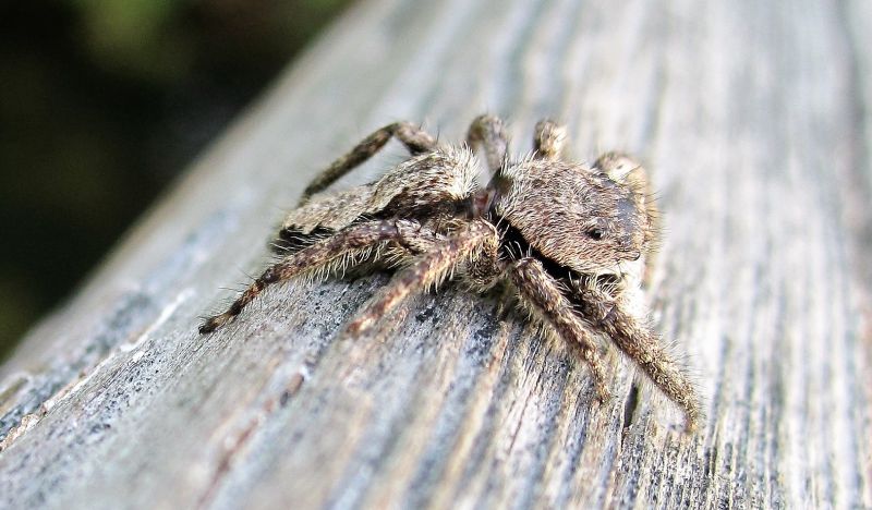 La araña saltarina