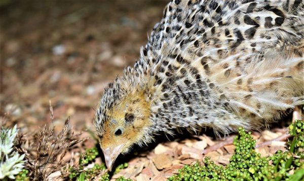 Codorniz | Características, hábitat, alimentación, reproducción, amenazas