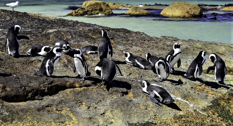 Pingüino africano Características, hábitat, alimentación, reproducción