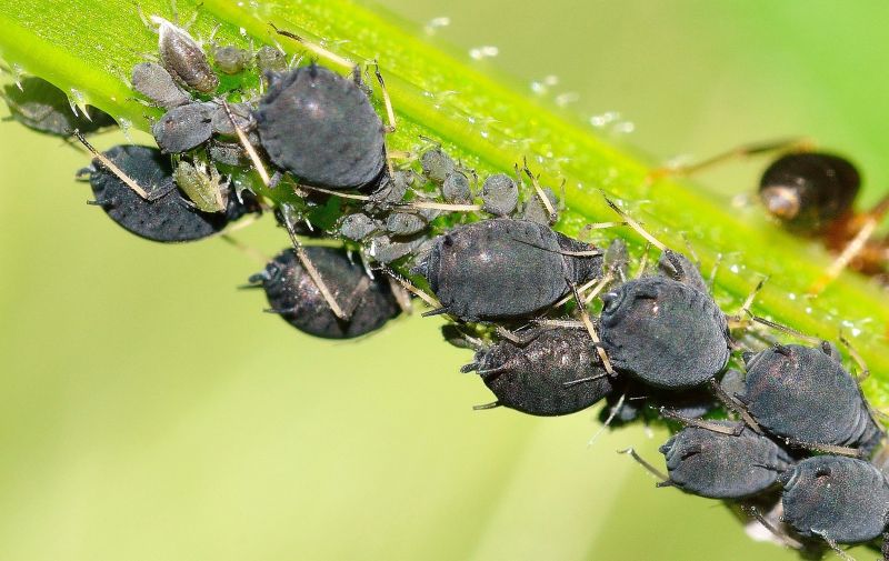 Pulgón Características, reproducción, eliminación de las plantas, información