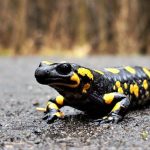 Salamandra