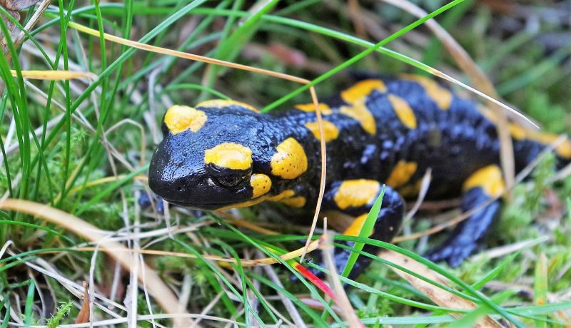 Salamandra Características, hábitat, alimentación, reproducción, distribución
