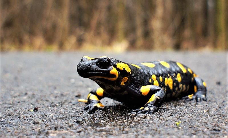 Salamandra