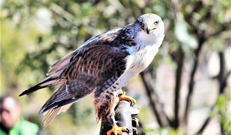 Aguilucho común