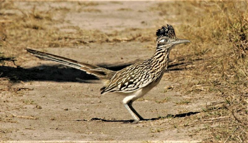 ¿Dónde viven los correcaminos