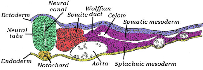 Notocorda