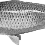 Pez carpa
