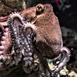 Pulpo