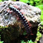 Scolopendra