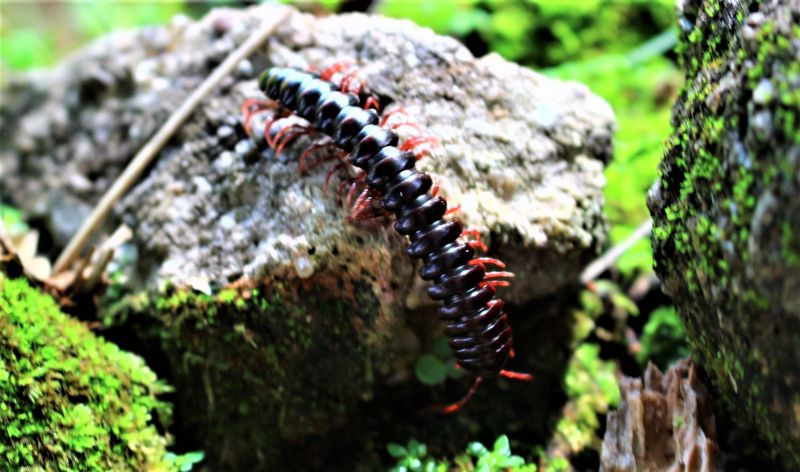 Scolopendra