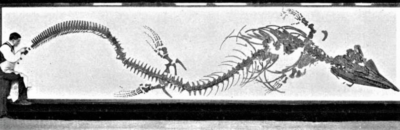 Tylosaurus