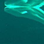 Ballena beluga