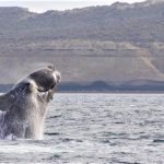 Ballena franca austral