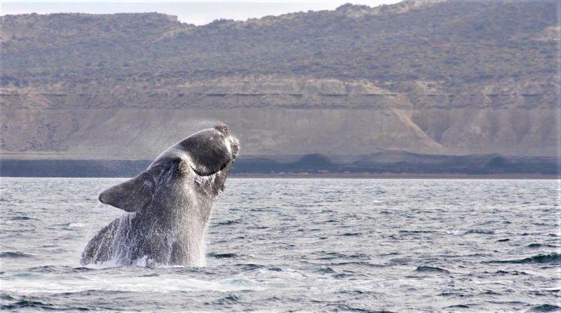 Ballena franca austral