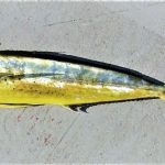 Lampuga