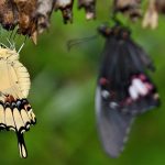 Papilionoidea