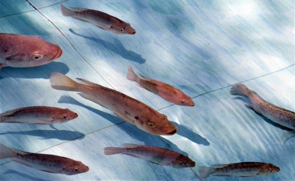 Como Se Le Llama Al Conjunto De Peces