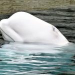 Beluga