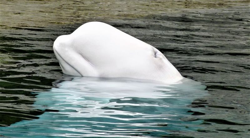 Beluga