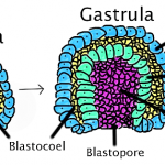 Blastoporo