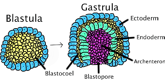 Blastoporo