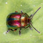 Coleóptera