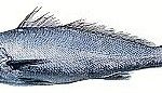 Corvina