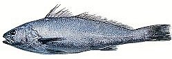 Corvina