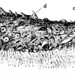 Deuterostomados